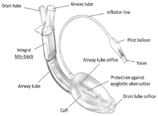 Airway - Laryngoscopic view